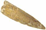 Fossil Spinosaurus Tooth - Real Dinosaur Tooth #311813-1